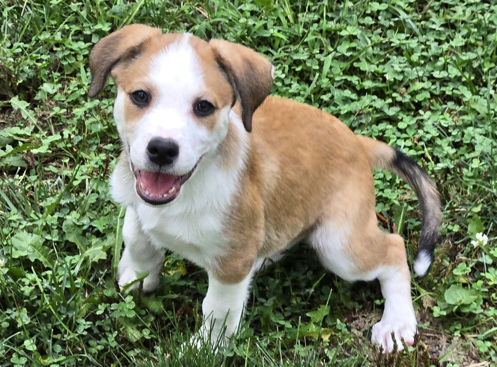 Enlarge JUNEBUG, a ADOPTABLE mixed breed in Lincoln, NE image 5/6
