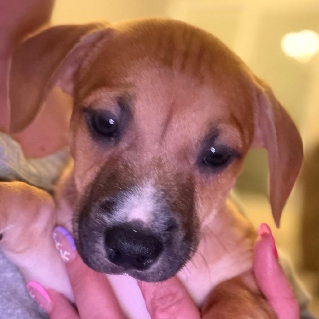 Mimikyu - purple, Adoptable, Puppy Female Hound & Labrador Retriever.