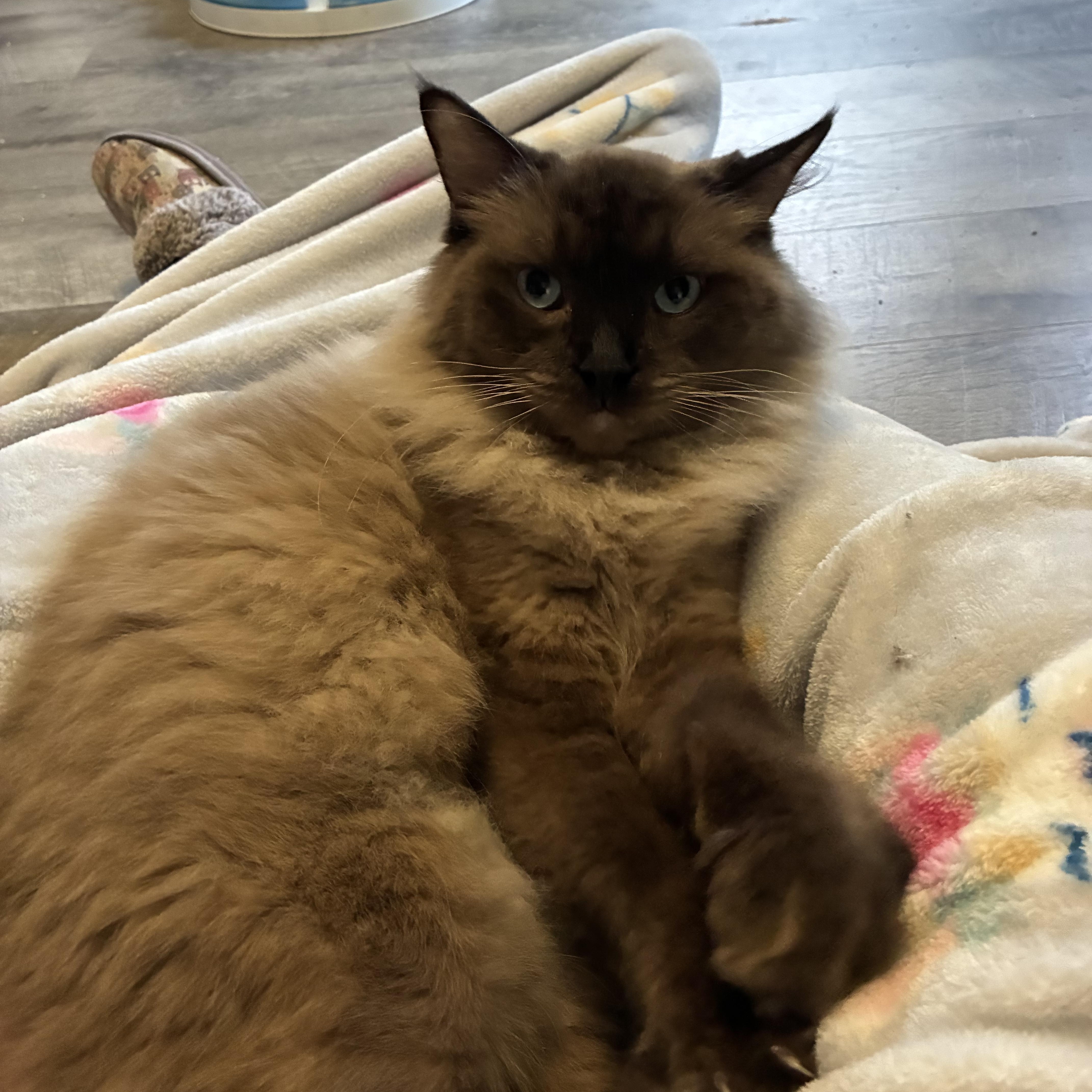Cocoa, ADOPTABLE, Adult Female Himalayan & Siamese.