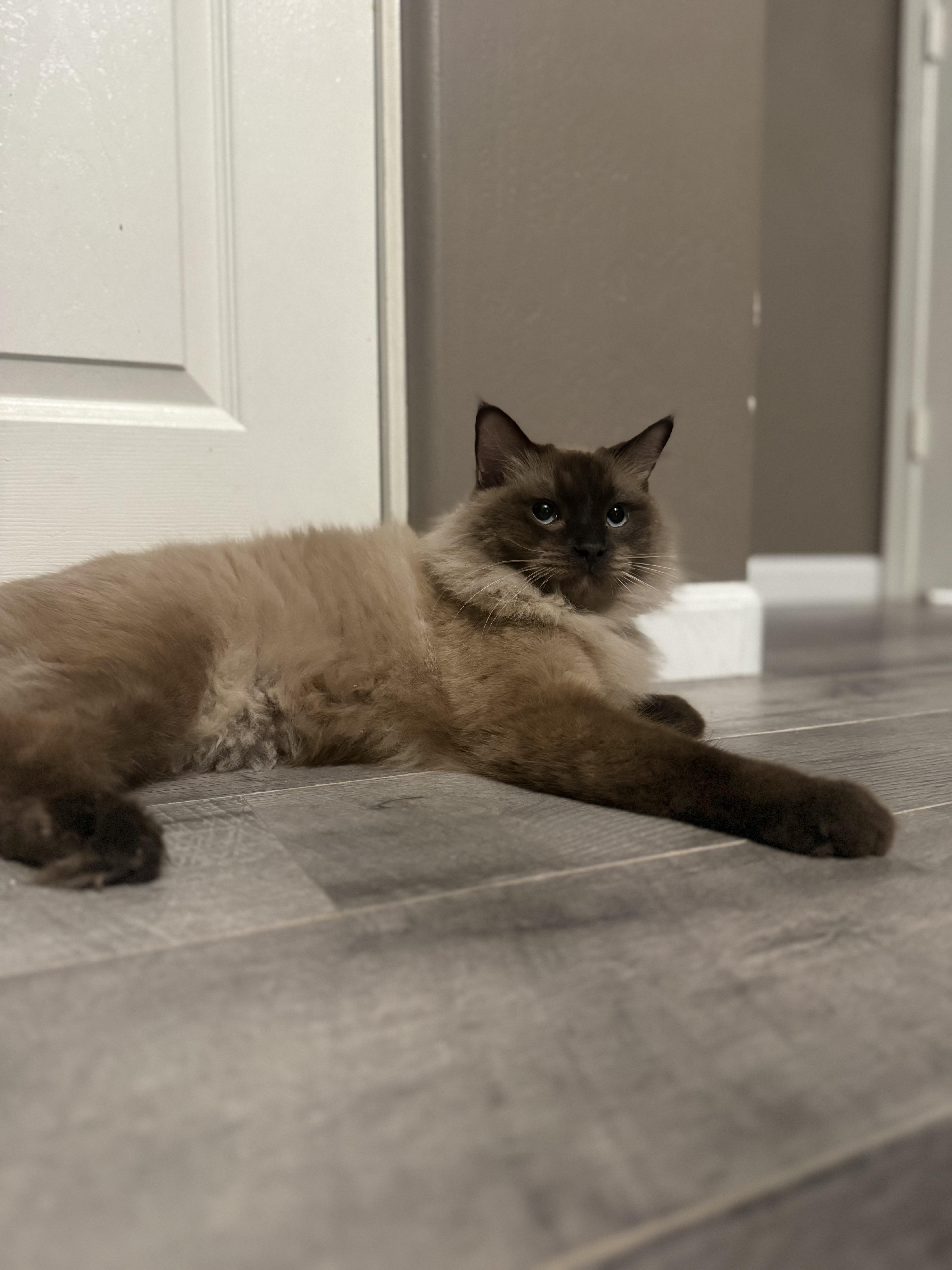 Enlarge Cocoa, a ADOPTABLE mixed breed in queen creek, AZ image 3/3