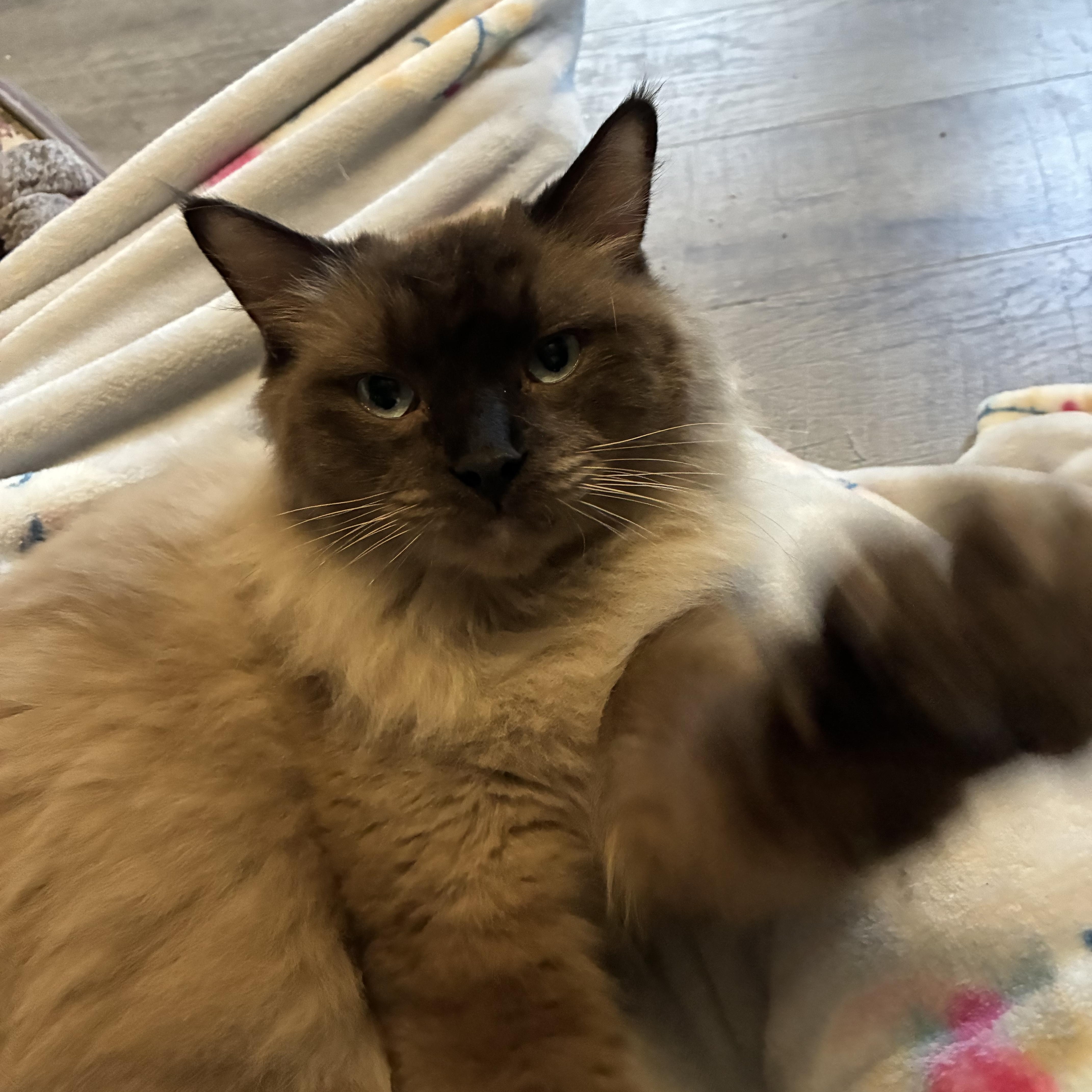 Enlarge Cocoa, a ADOPTABLE mixed breed in queen creek, AZ image 2/3