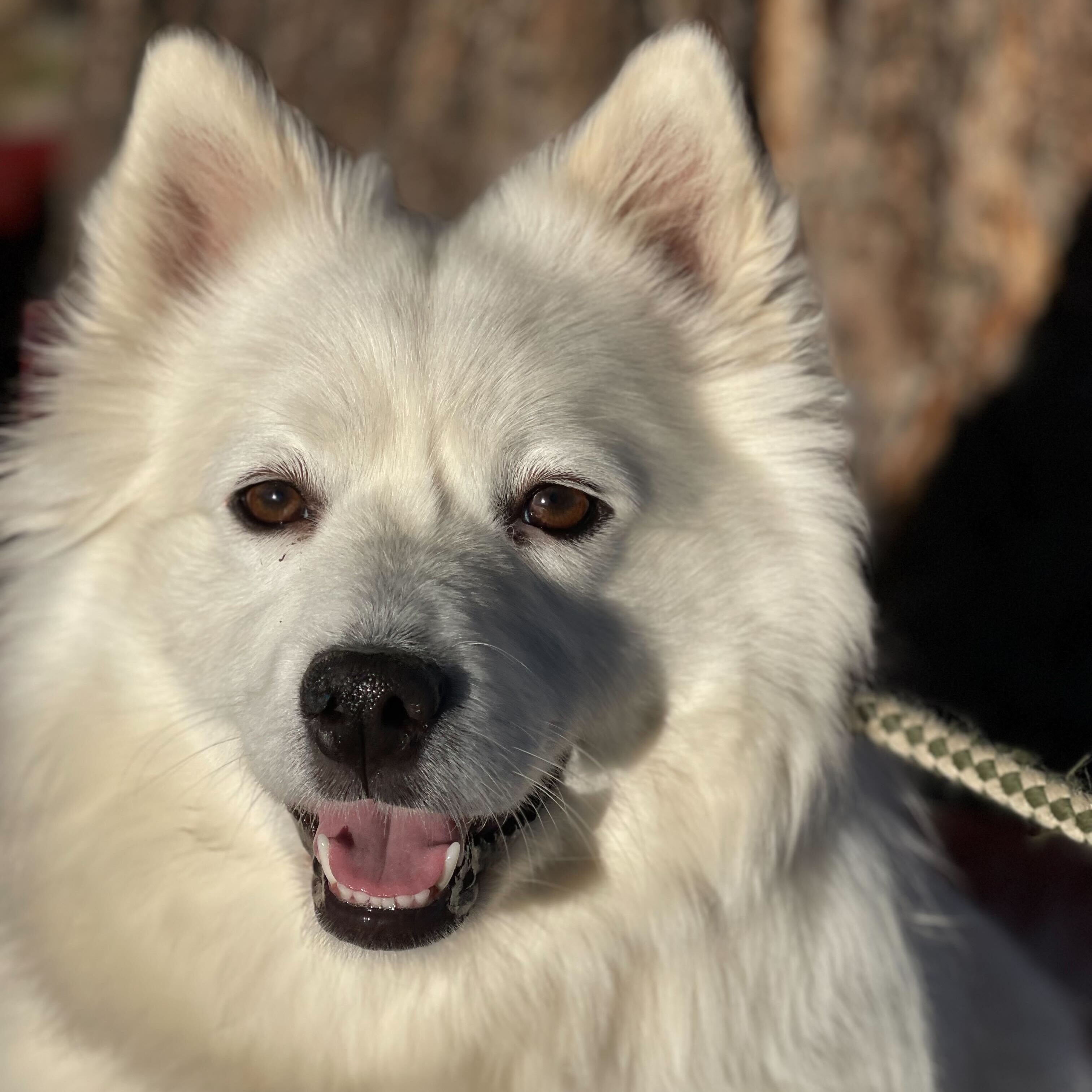 Bella, Adoptable, Adult Female Samoyed.