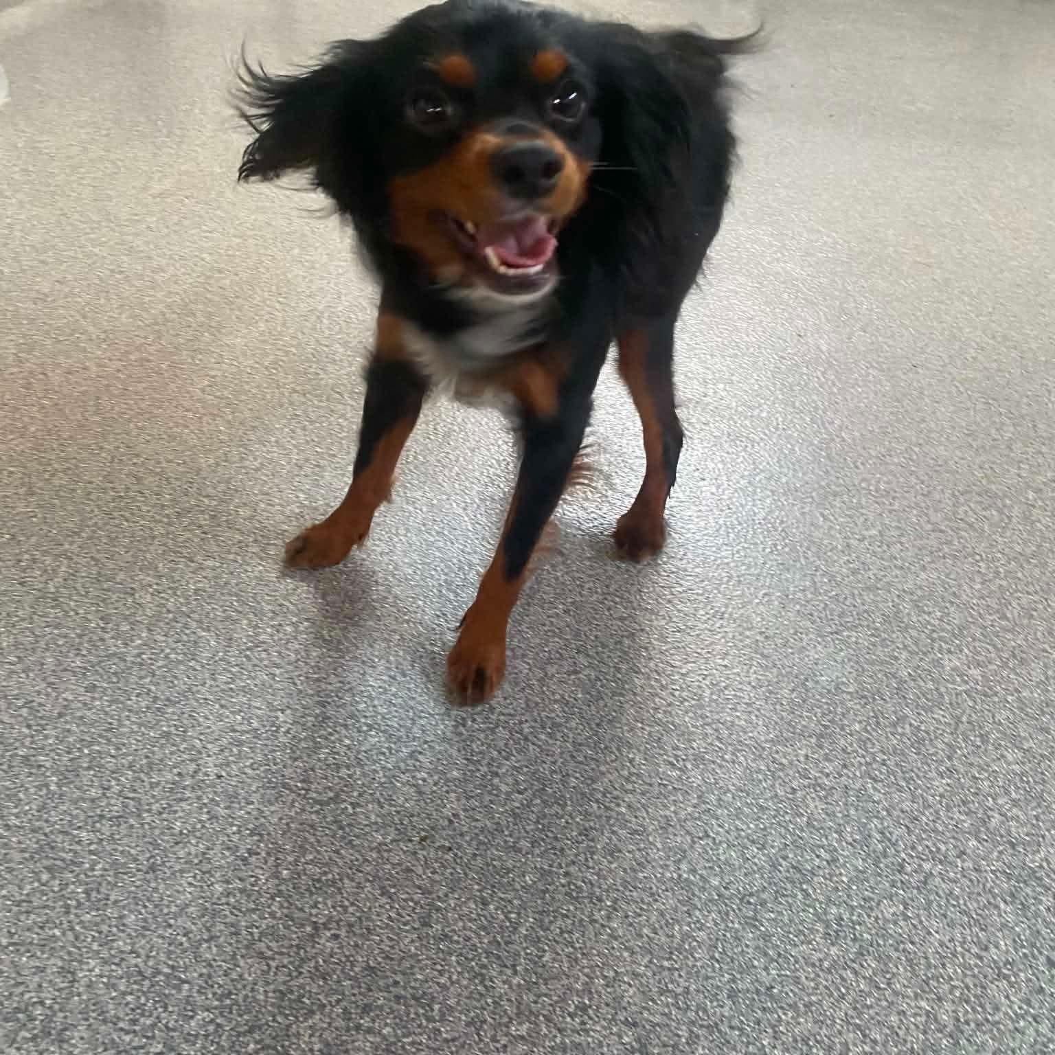 Enlarge Prince William, a ADOPTABLE Cavalier King Charles Spaniel in Minooka, IL image 4/4