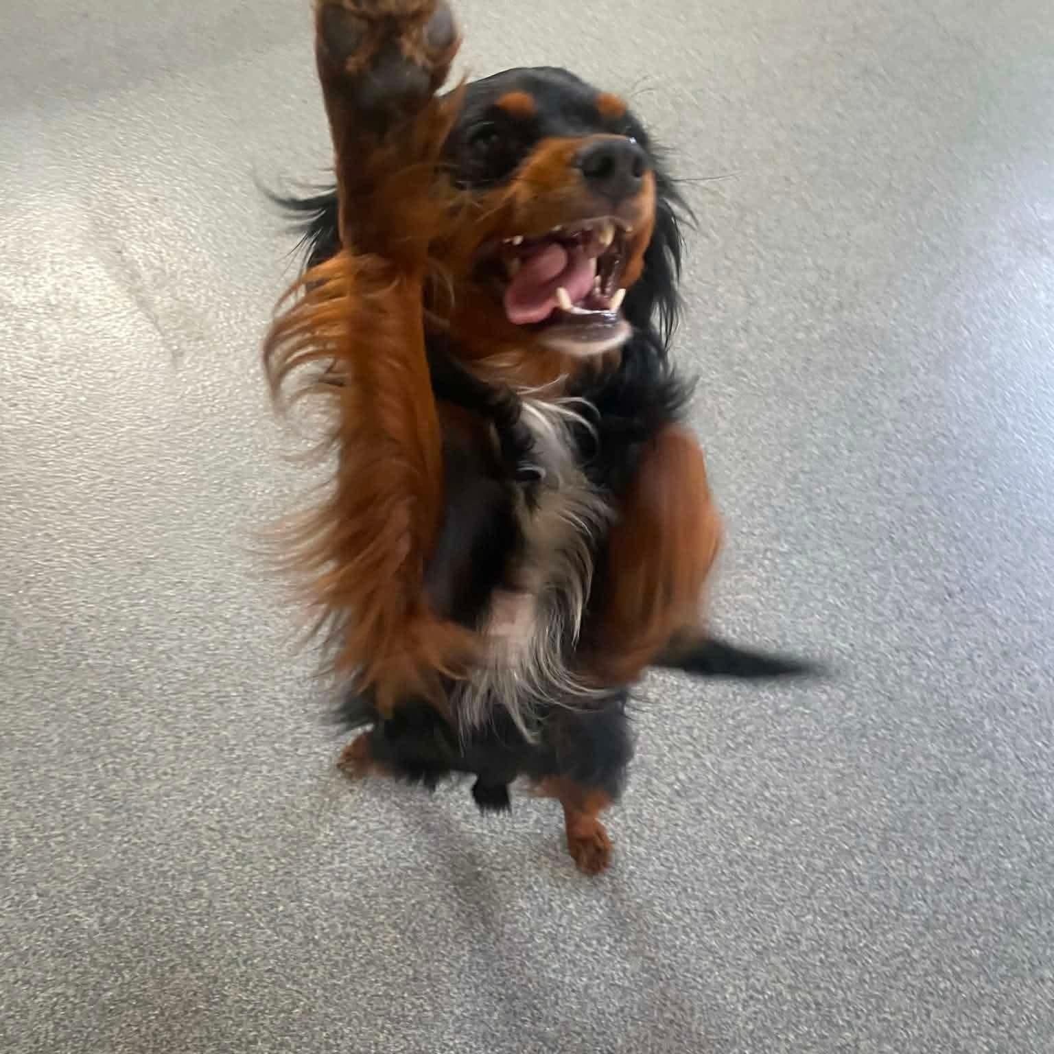 Enlarge Prince William, a ADOPTABLE Cavalier King Charles Spaniel in Minooka, IL image 3/4