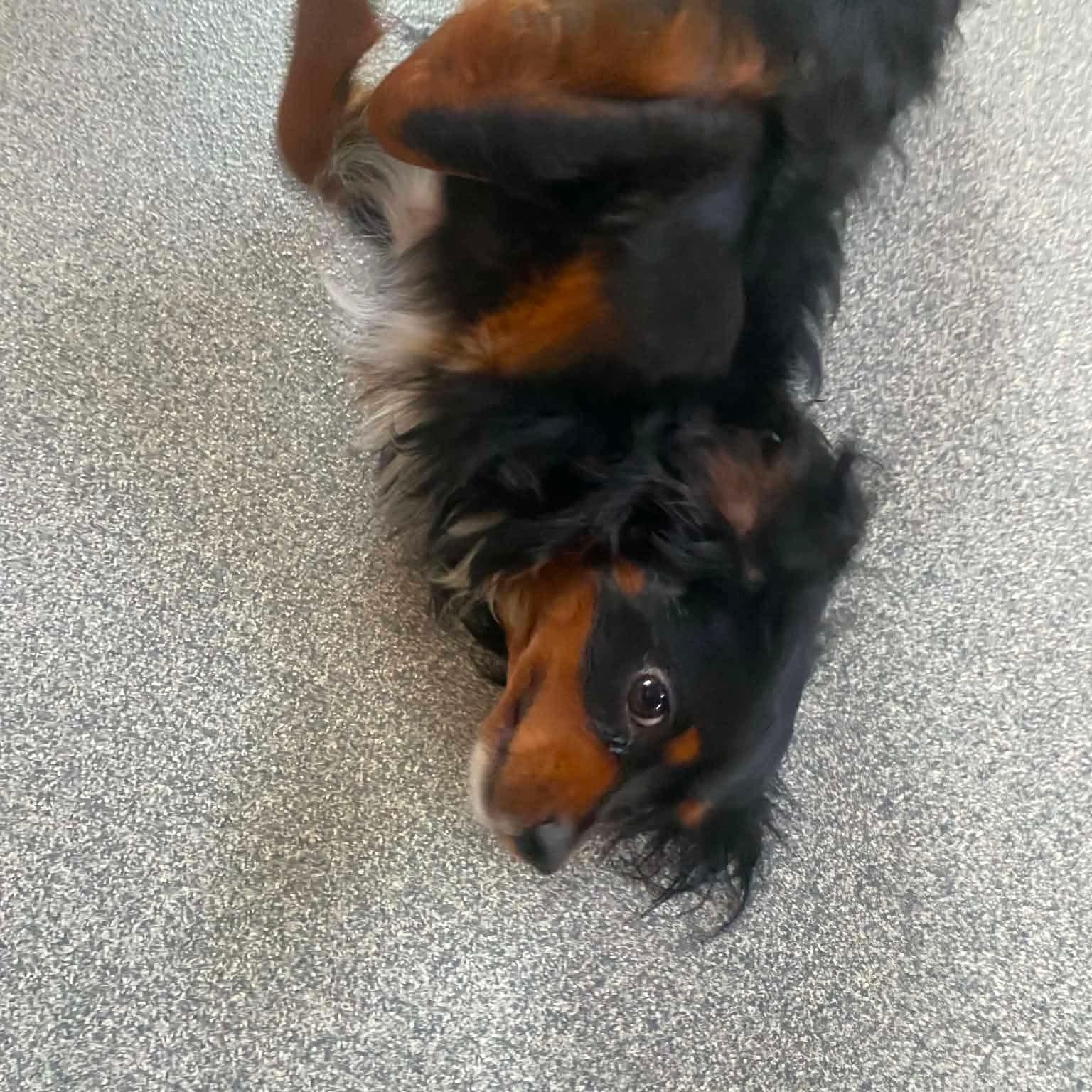 Enlarge Prince William, a ADOPTABLE Cavalier King Charles Spaniel in Minooka, IL image 2/4