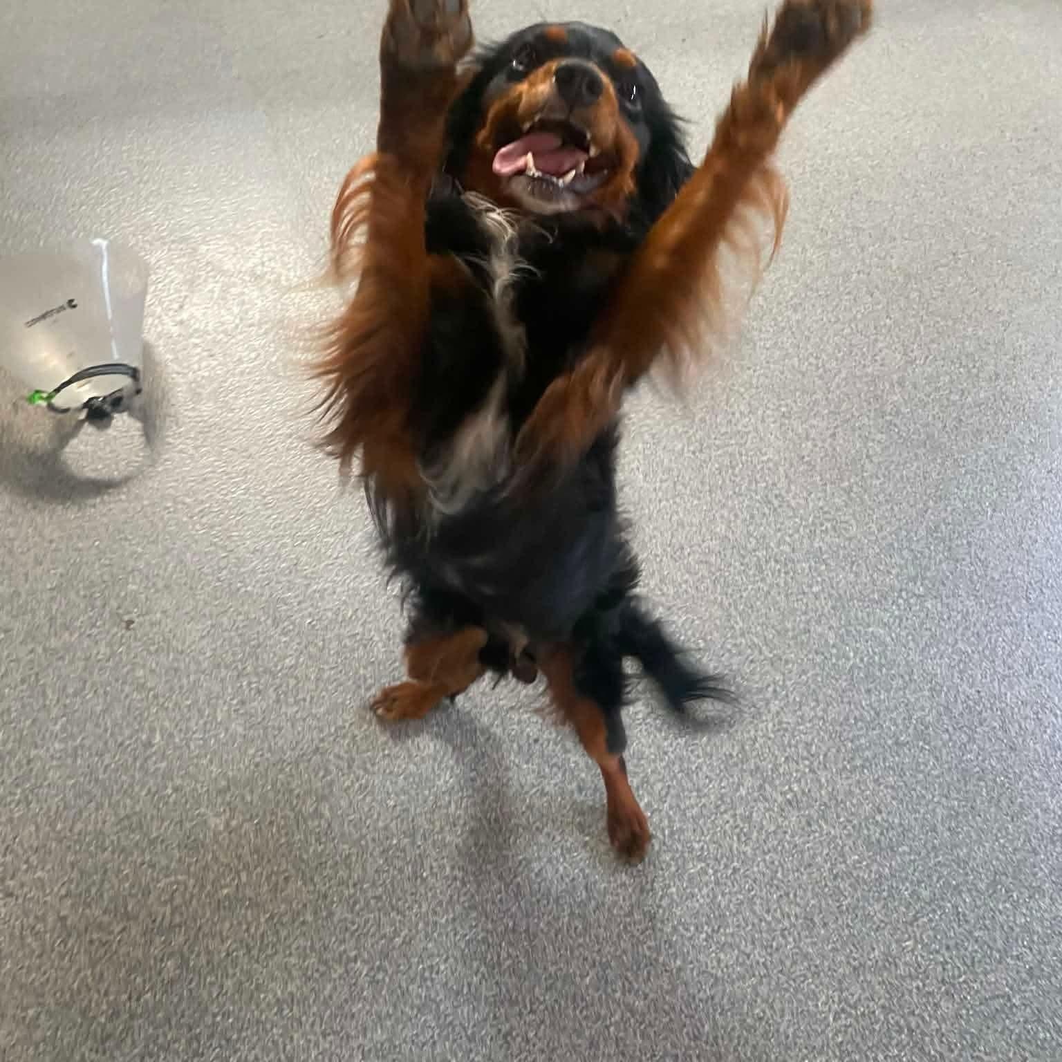 Prince William, ADOPTABLE, Young Male Cavalier King Charles Spaniel.
