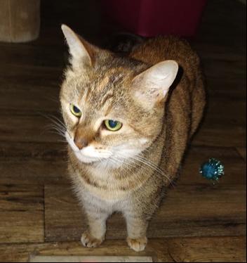 Pawla, a Adoptable Abyssinian in Pittsboro, NC image 1/2