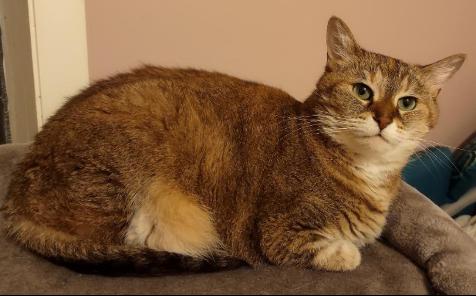 Pawla, a Adoptable Abyssinian in Pittsboro, NC image 2/2