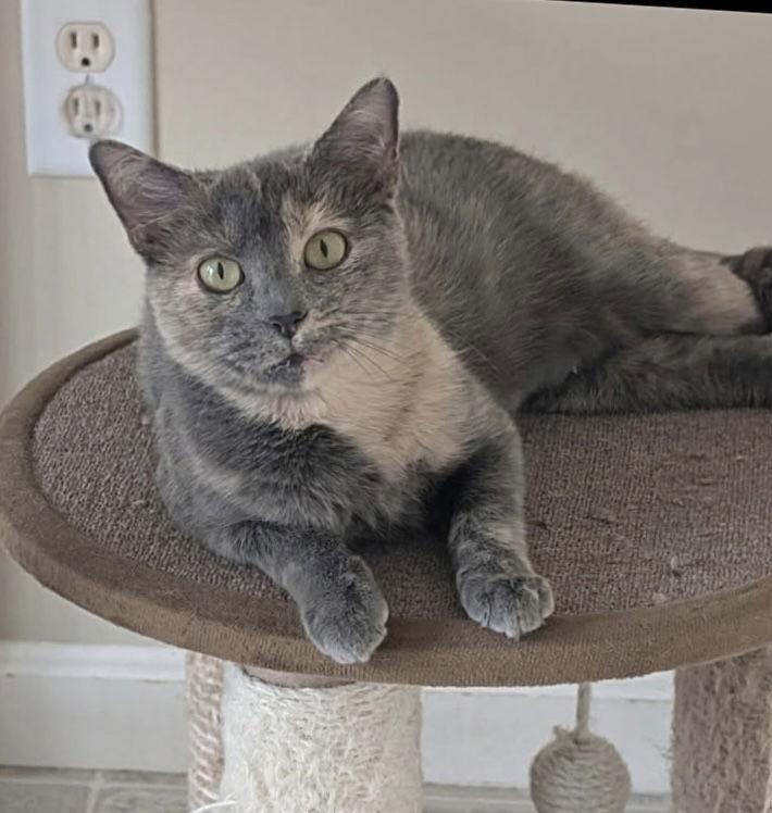 Enlarge Petunia, a Adopted mixed breed in Harrisburg, PA image 1/1