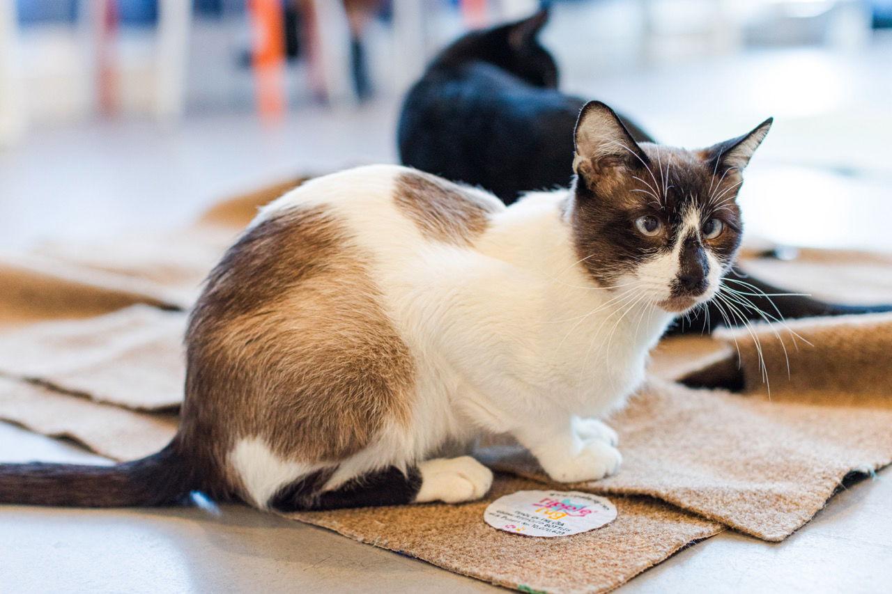 Pedro Pawscal, Adoptable, Adult Male Domestic Short Hair & Snowshoe.