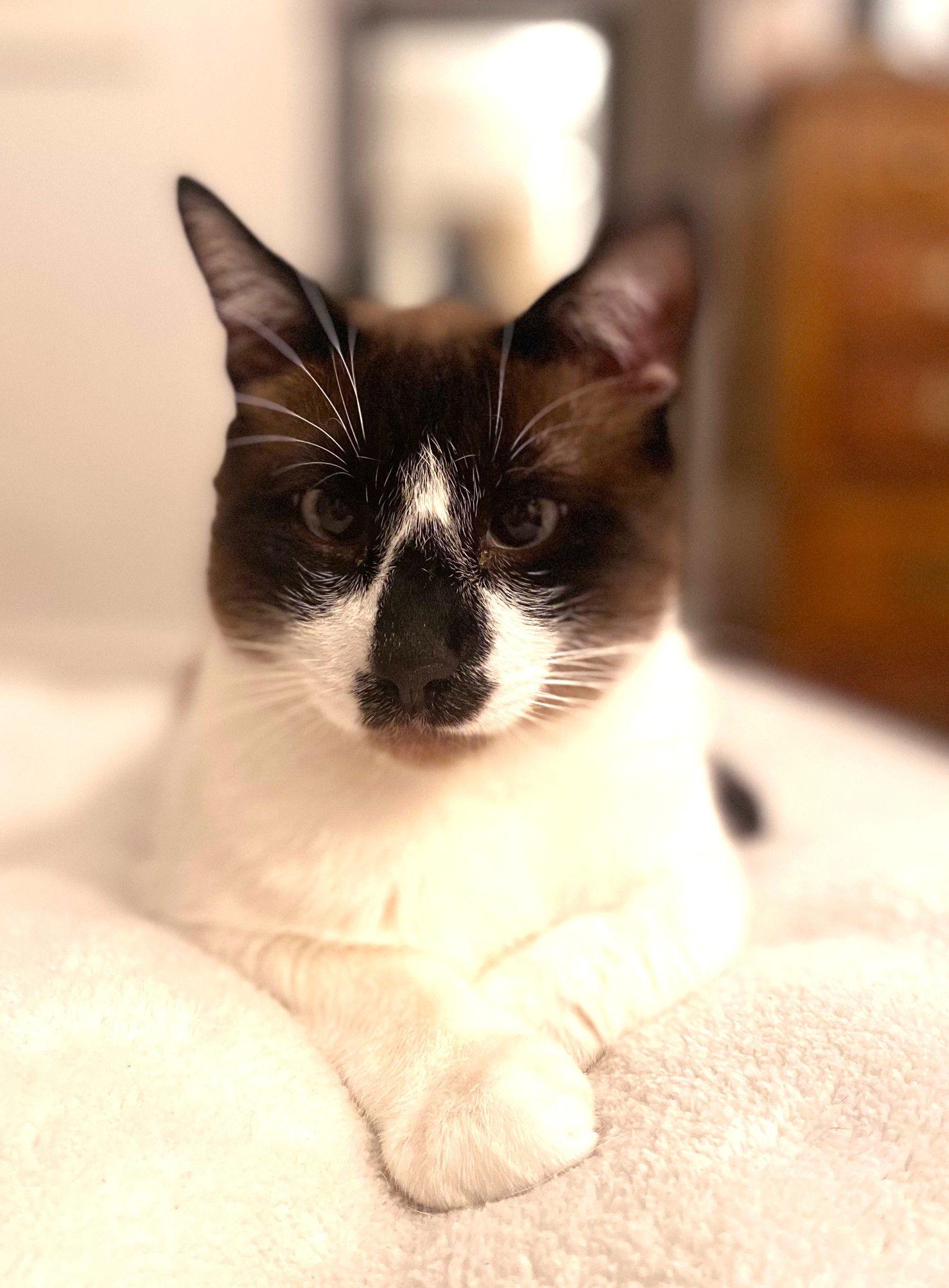 Pedro Pawscal, a Adoptable mixed breed in Oakland, CA image 2/3