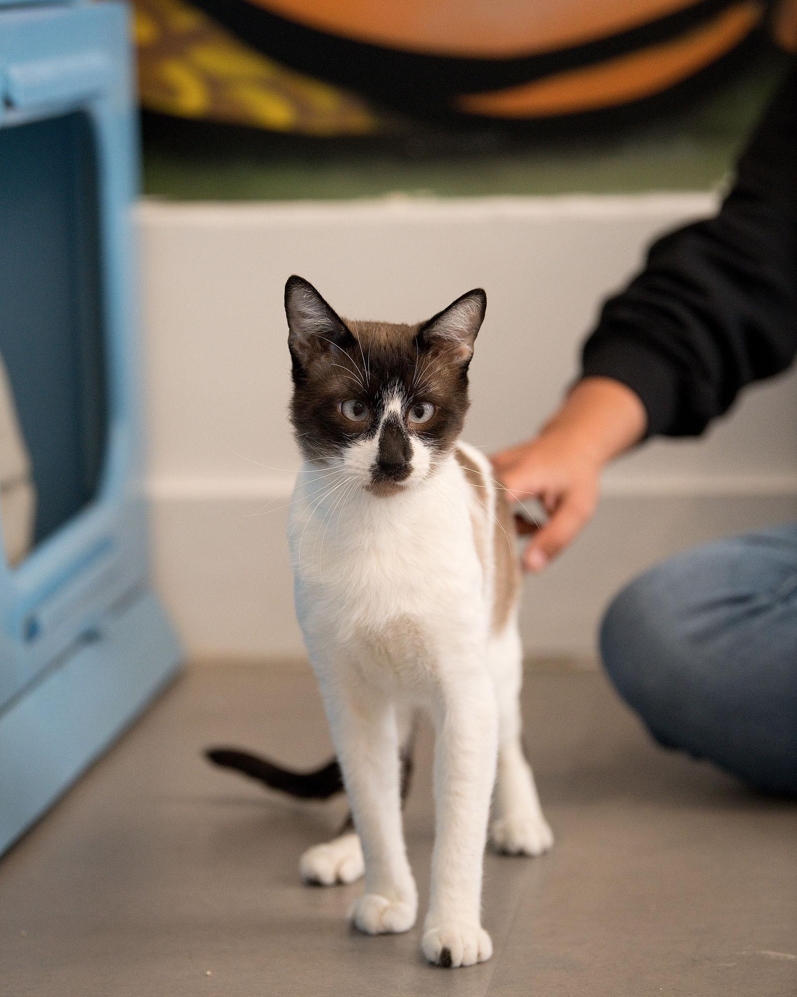 Pedro Pawscal, a Adoptable mixed breed in Oakland, CA image 3/3