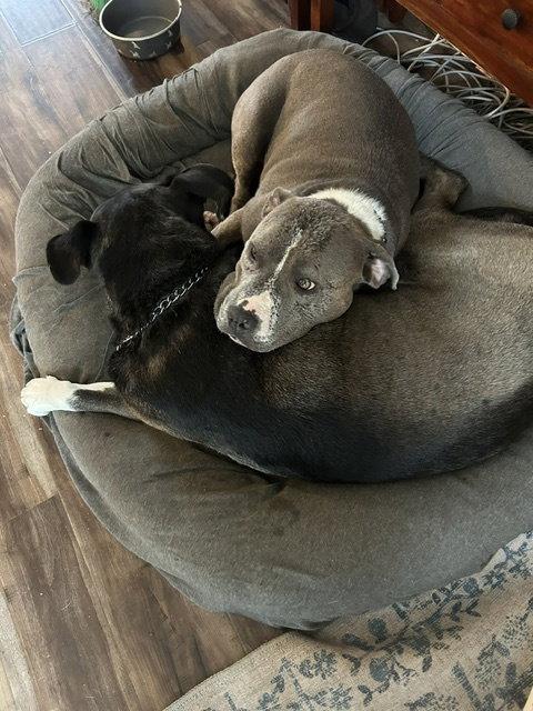 Billie, Adoptable, Young Female Terrier & American Bulldog.