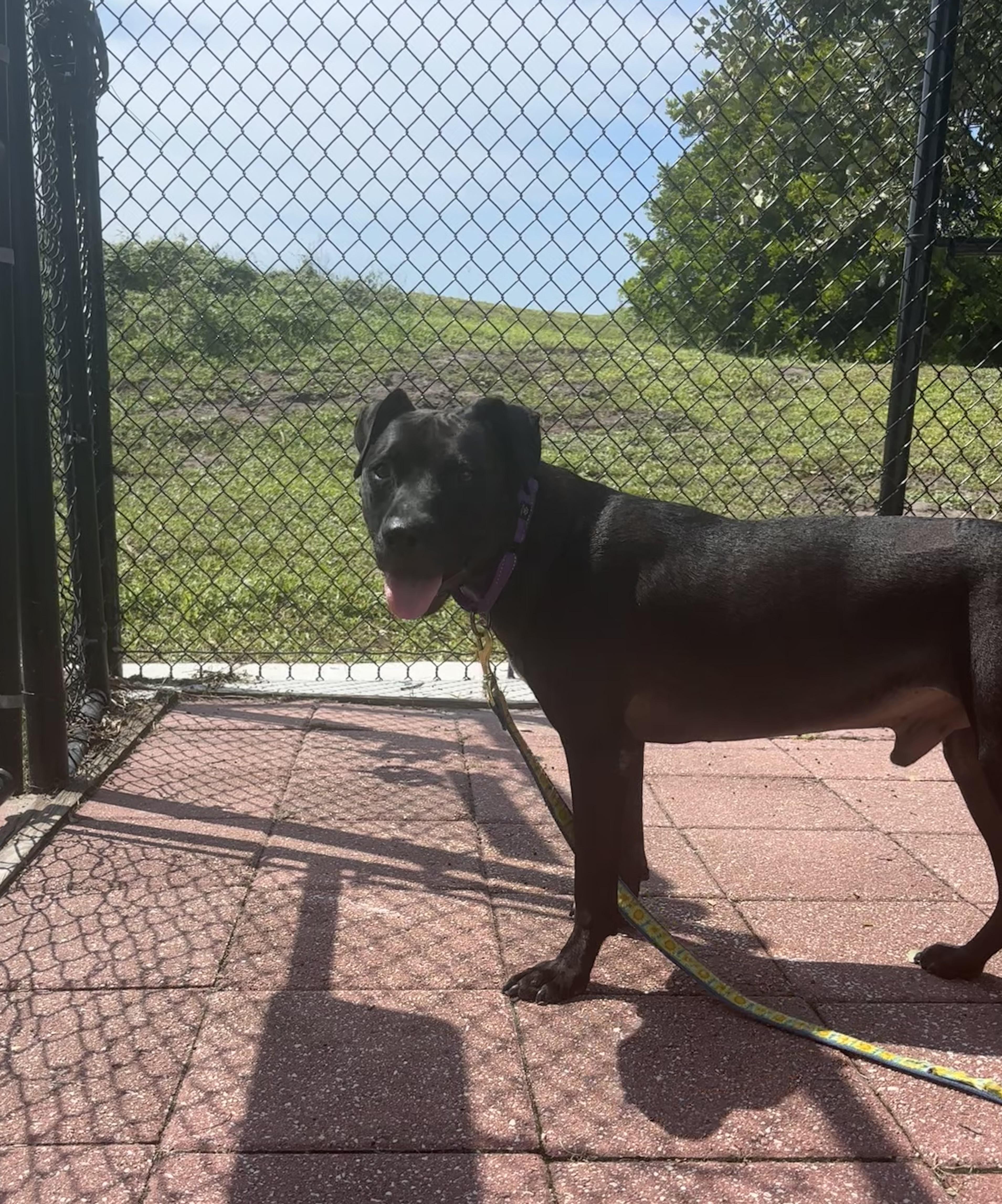 Enlarge Blaze, a Adoptable Mixed Breed in Naples, FL image 1/1