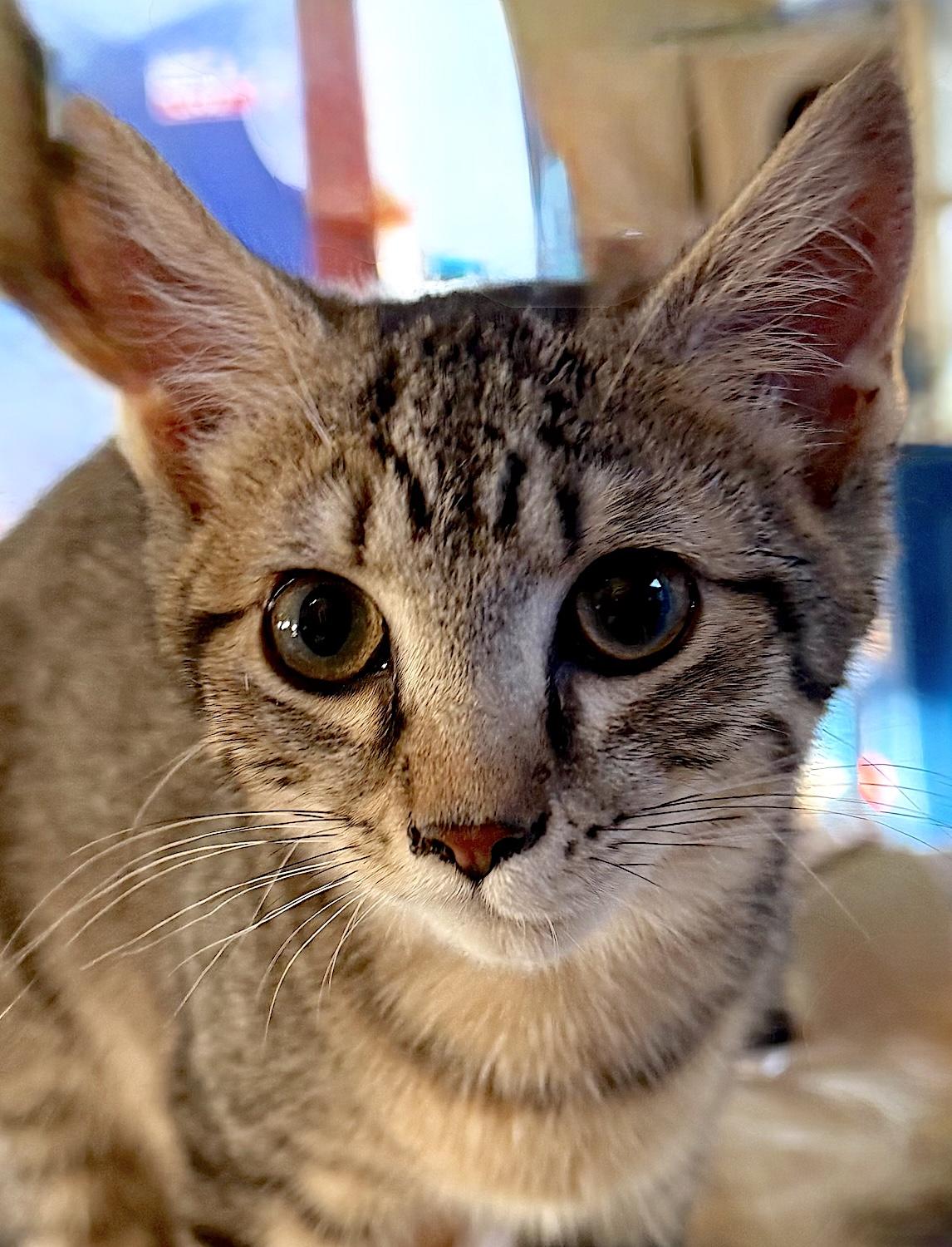 Bobby, ADOPTABLE, Kitten Female Domestic Short Hair.