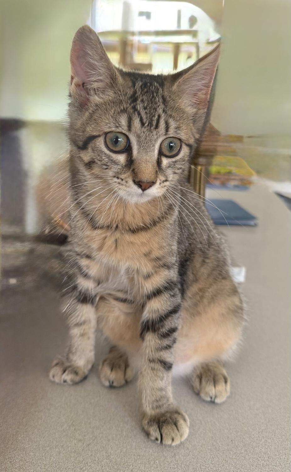 Enlarge Bobby, a ADOPTABLE Domestic Short Hair in Bedford, VA image 3/4