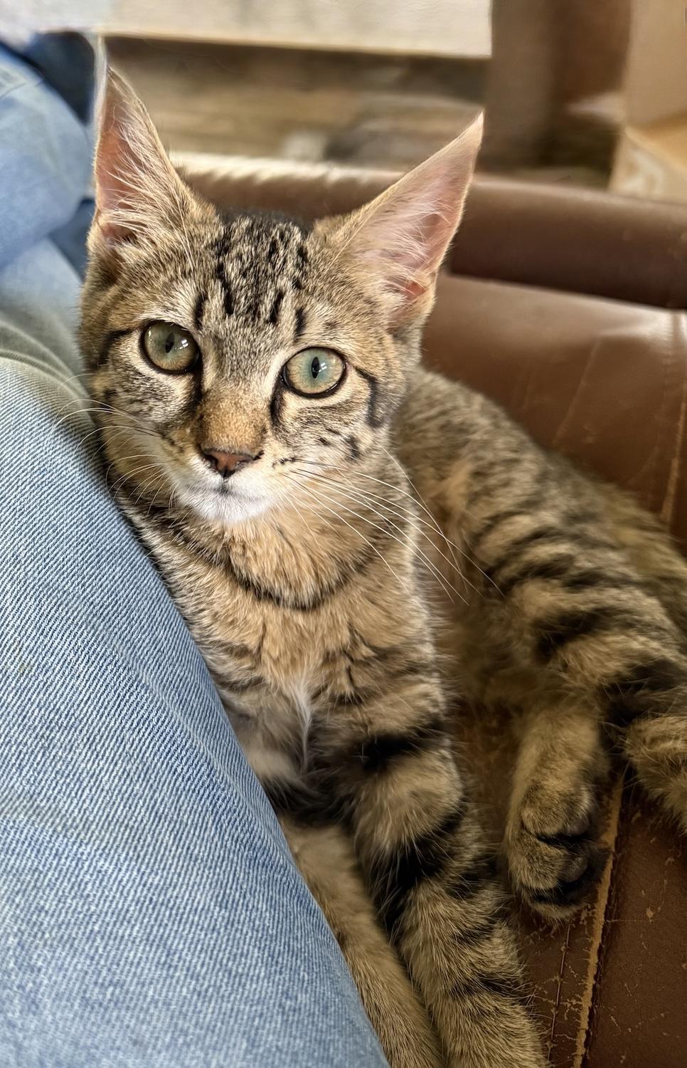 Enlarge Bobby, a ADOPTABLE Domestic Short Hair in Bedford, VA image 2/4