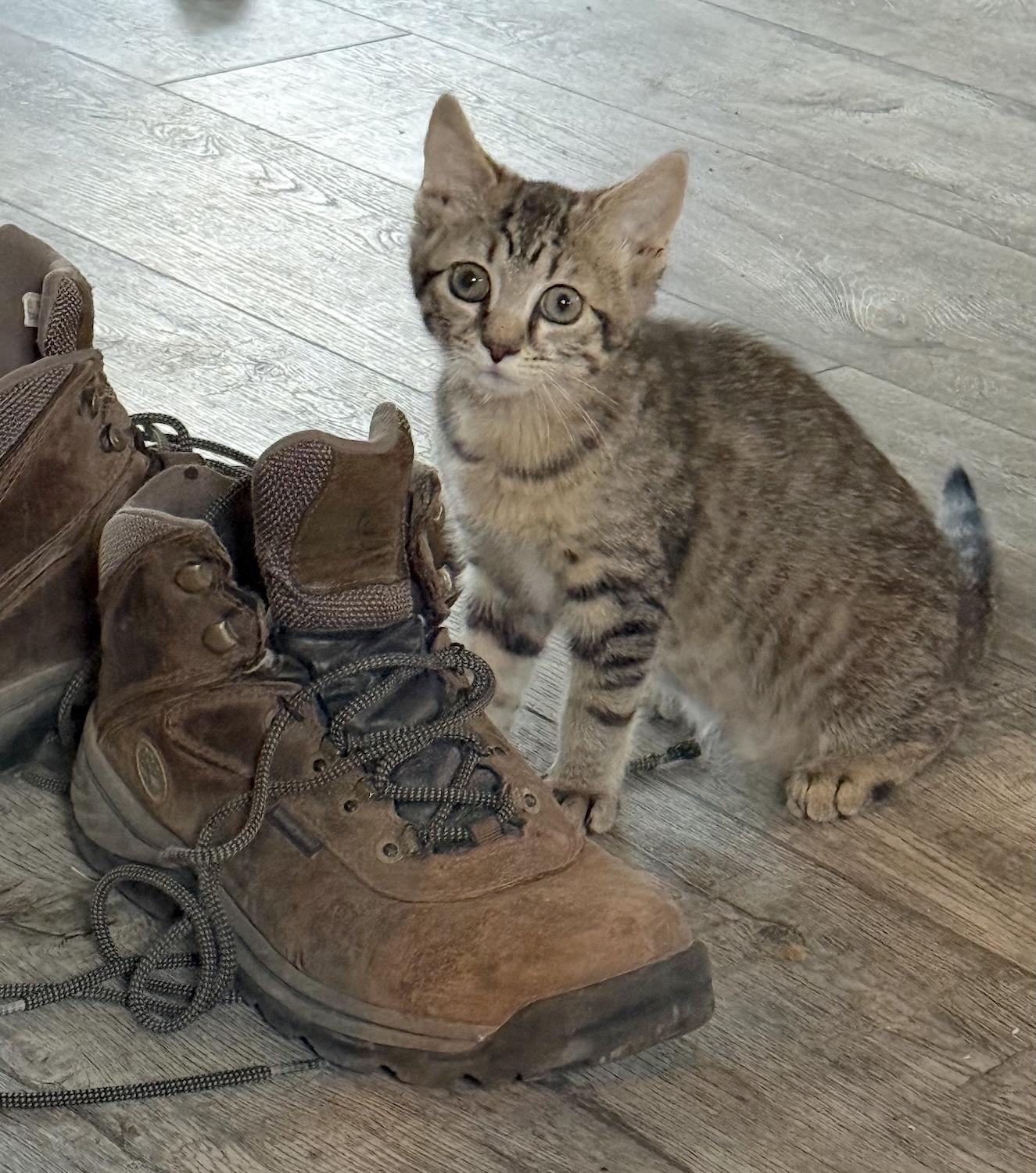 Enlarge Bobby, a ADOPTABLE Domestic Short Hair in Bedford, VA image 4/4