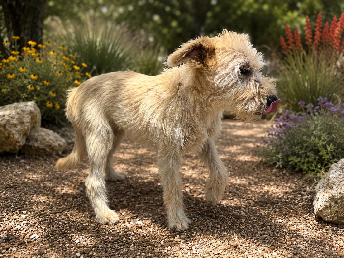 Enlarge Jenny, a Adoptable Schnauzer in Helotes, TX image 2/3