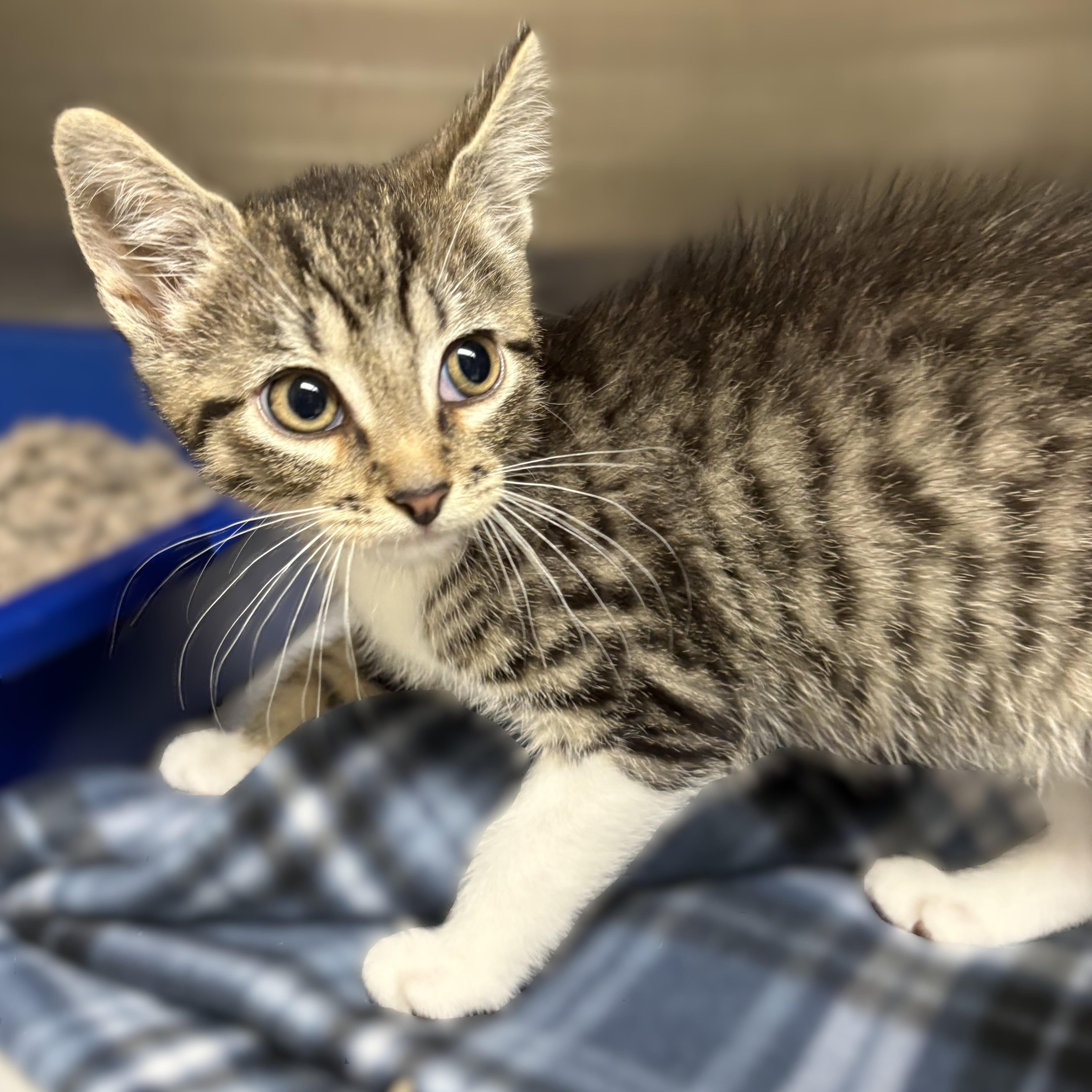 Enlarge Paul- 52168, a ADOPTABLE Domestic Short Hair in Columbia, MD image 1/2