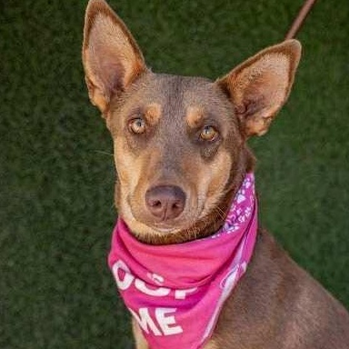 Enlarge Zora, an adopted mixed breed in Bend, OR image 1/5