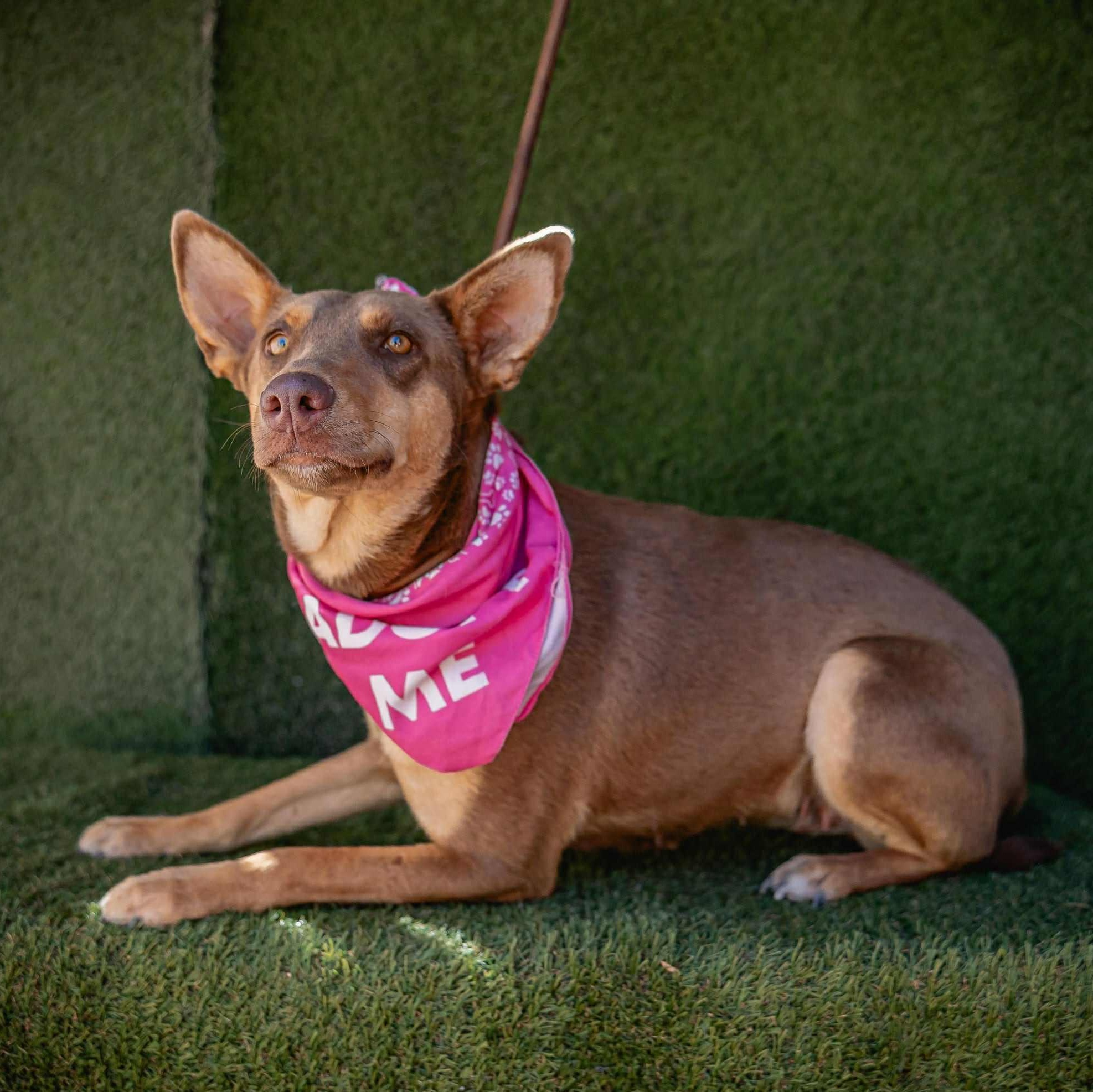 Zora, an adoptable Australian Kelpie in Bend, OR, 97701 | Photo Image 5