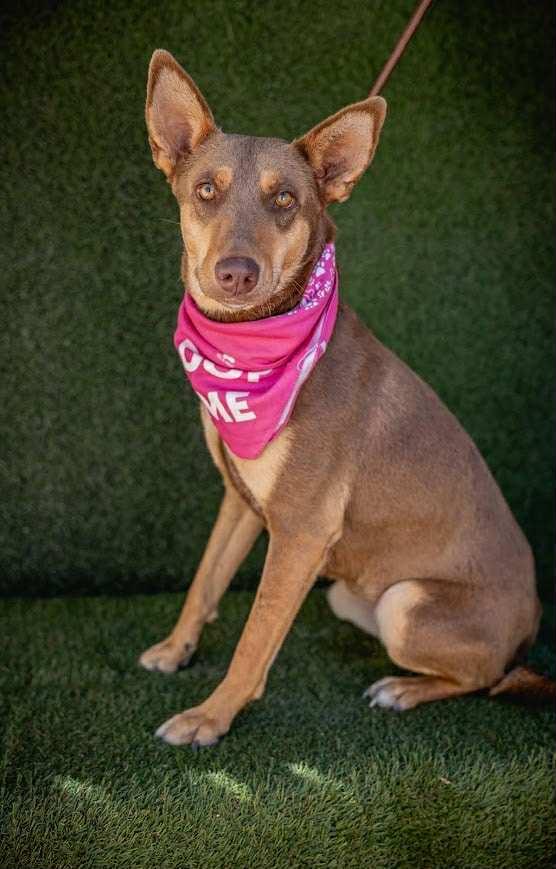 Enlarge Zora, an adopted mixed breed in Bend, OR image 3/5