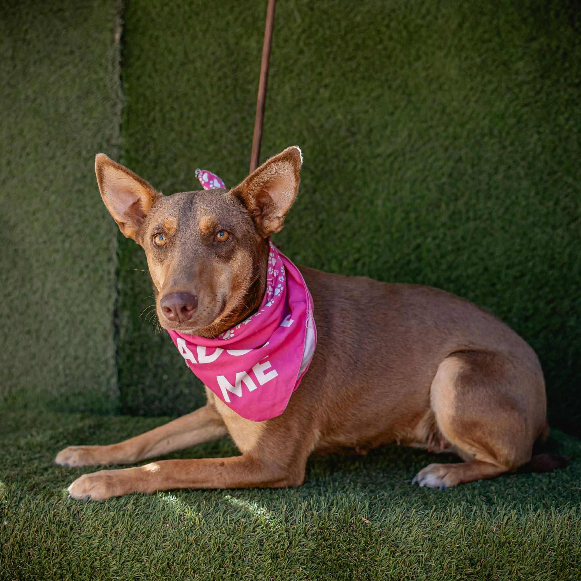 Zora, an adoptable Australian Kelpie in Bend, OR, 97701 | Photo Image 2