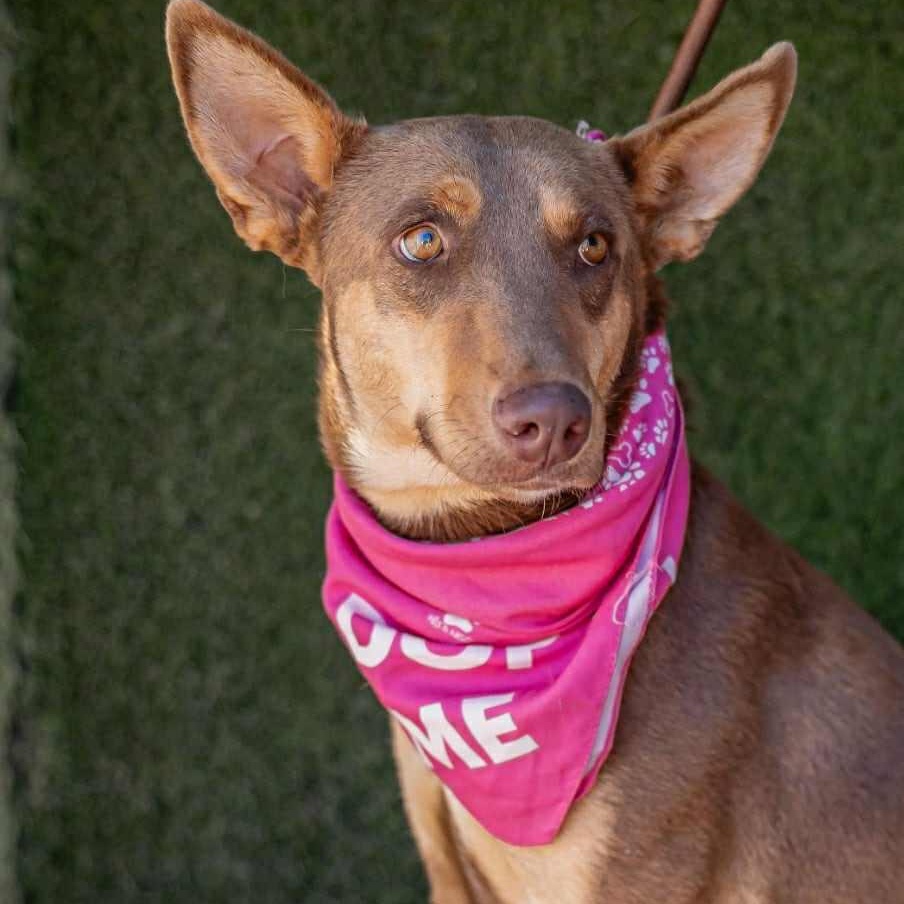 Enlarge Zora, an adopted mixed breed in Bend, OR image 4/5