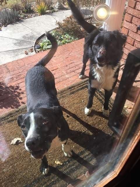 Lacie, Adopted, Young Female Border Collie.