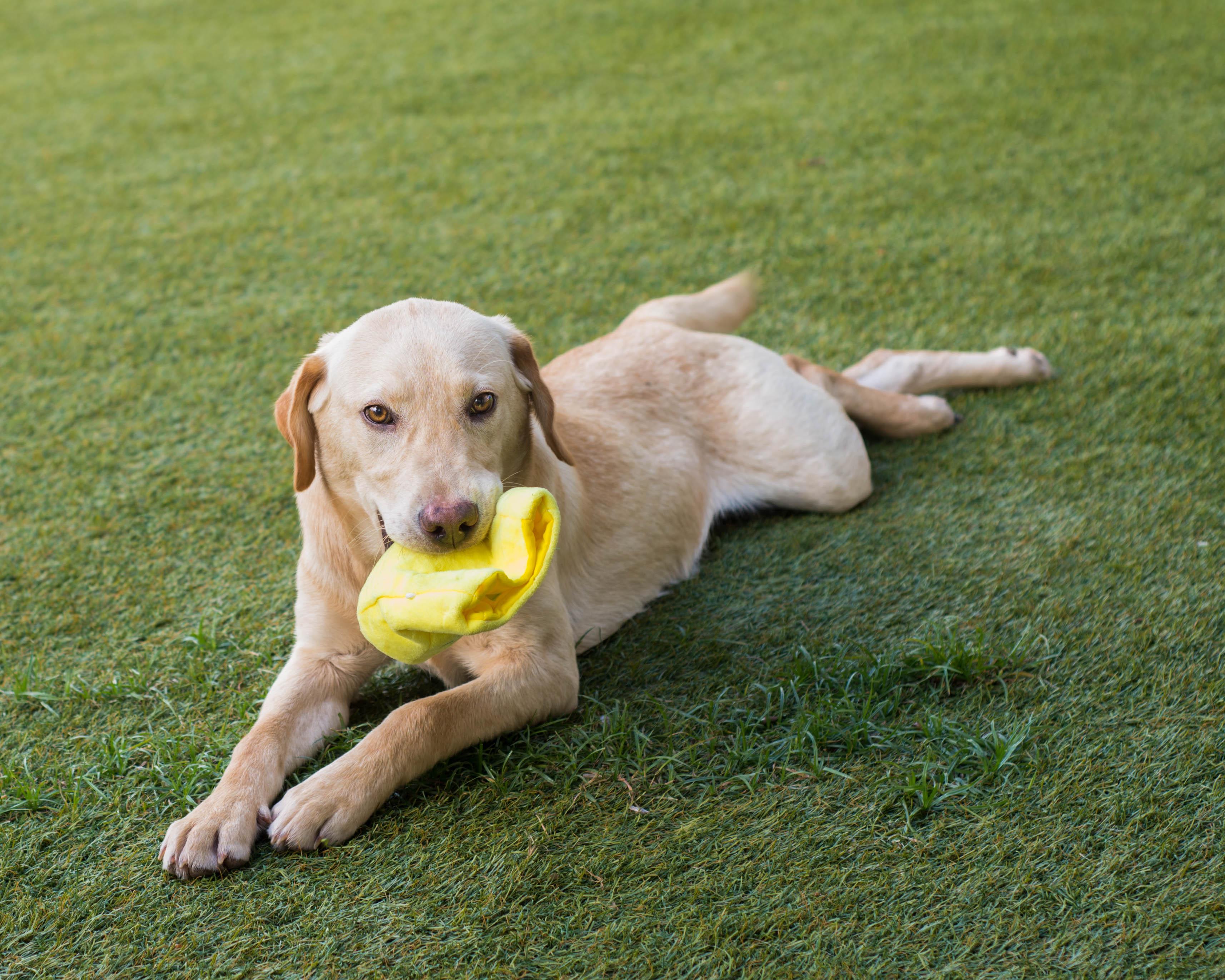 Enlarge Butters, an adopted mixed breed in Mont Belvieu, TX image 3/3