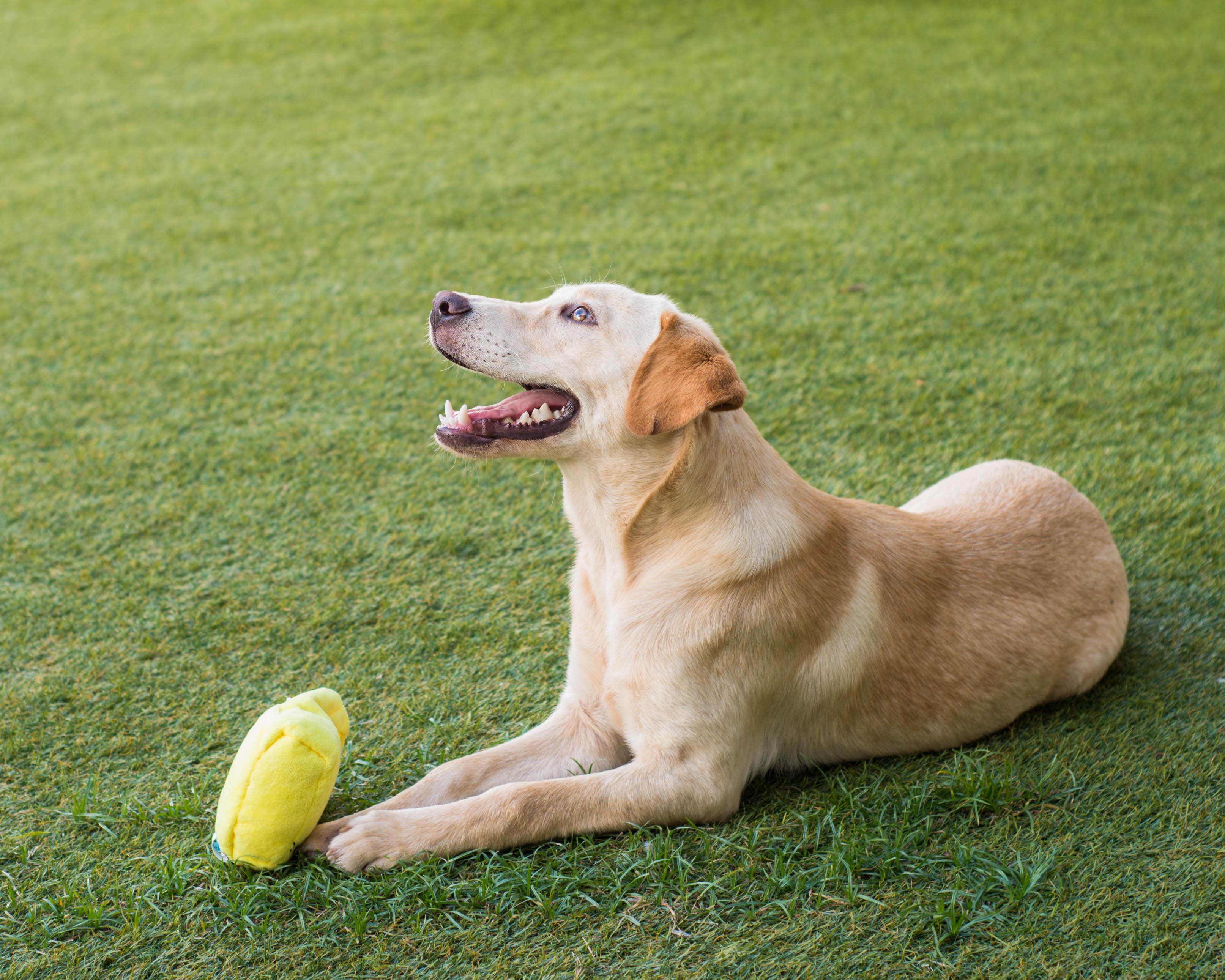 Enlarge Butters, an adopted mixed breed in Mont Belvieu, TX image 2/3