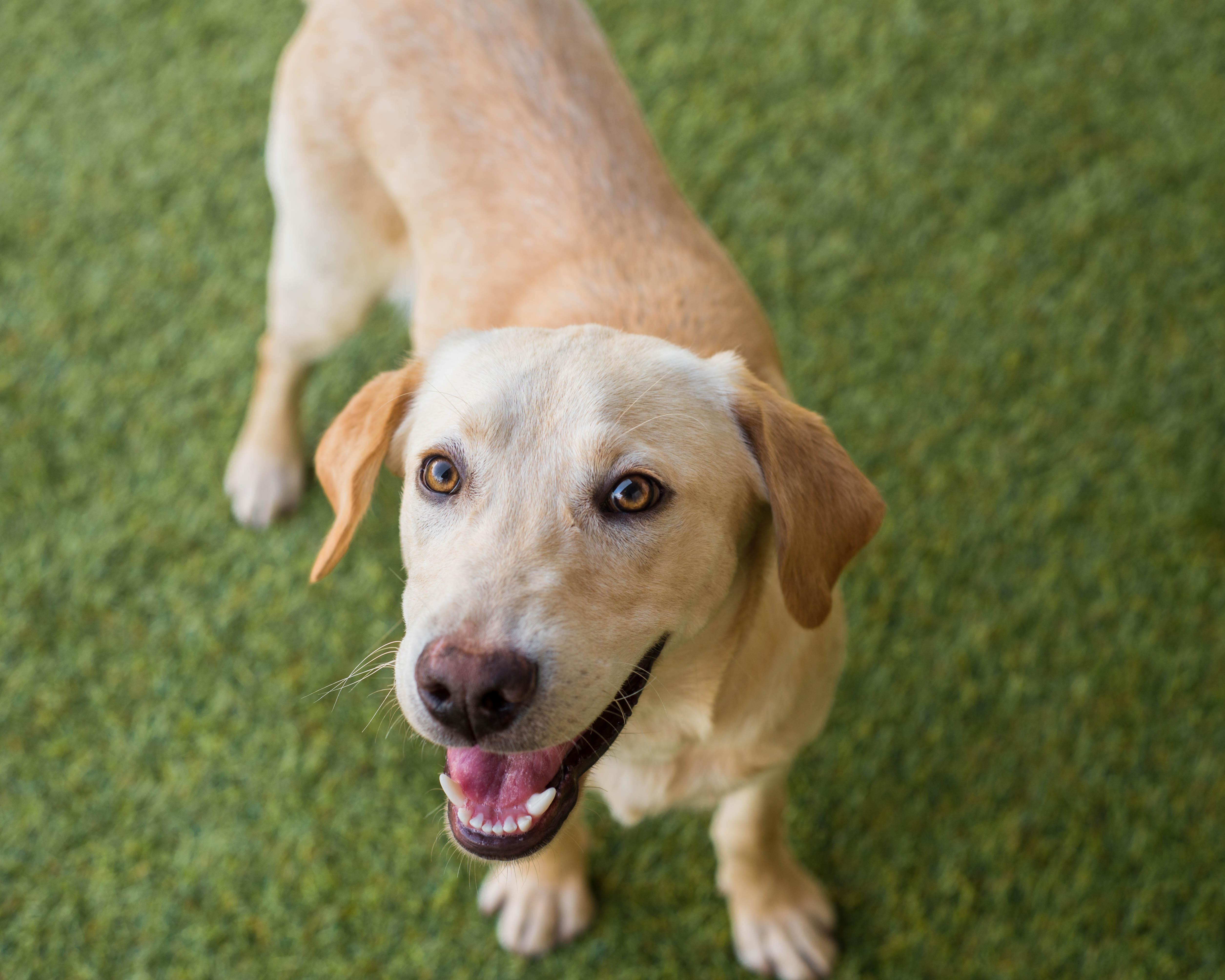 Enlarge Butters, an adopted mixed breed in Mont Belvieu, TX image 1/3