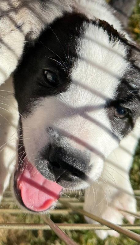 Burton, Adoptable, Puppy Male Border Collie.