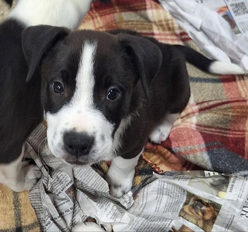Burton, Adoptable, Puppy Male Border Collie.