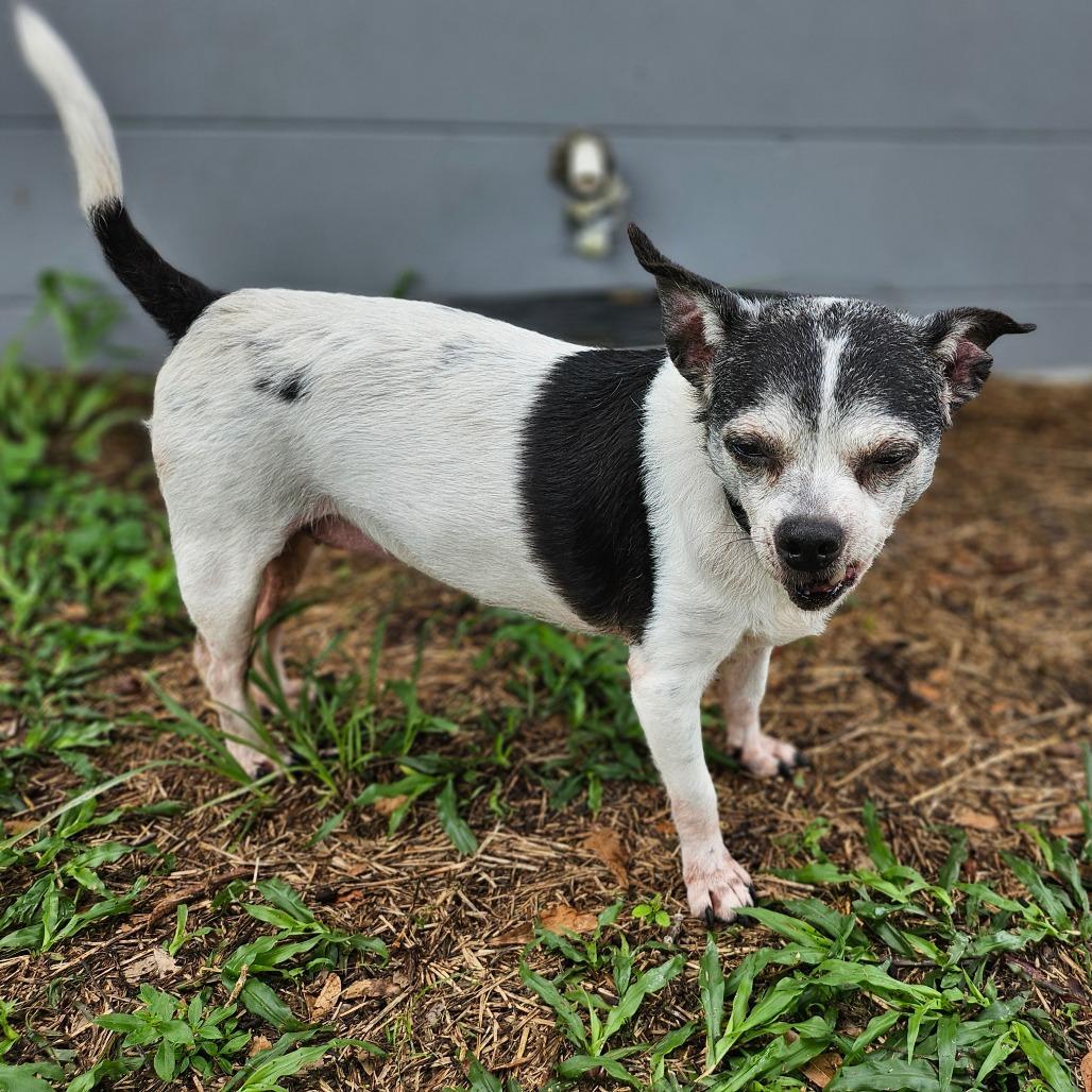 Henrietta, a Adoptable mixed breed in Sarasota, FL image 2/6