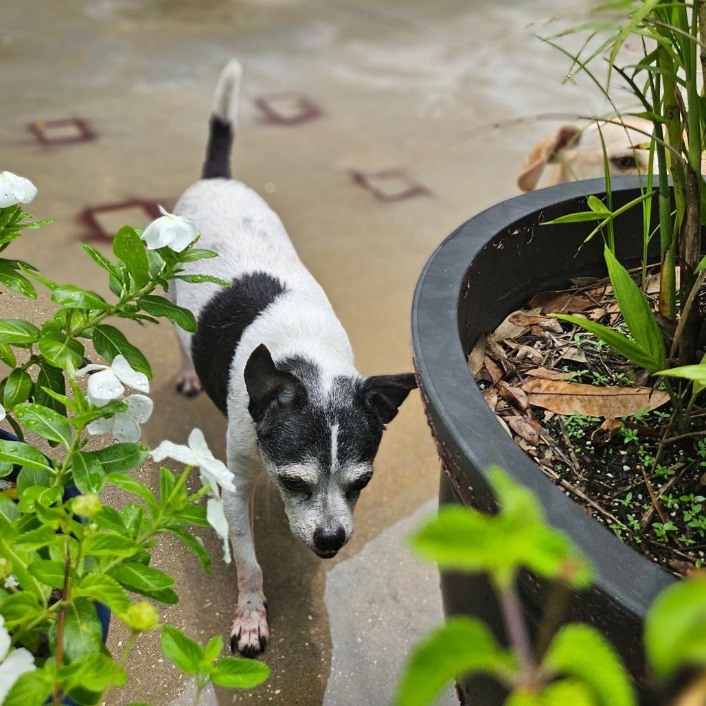 Henrietta, a Adoptable mixed breed in Sarasota, FL image 3/6