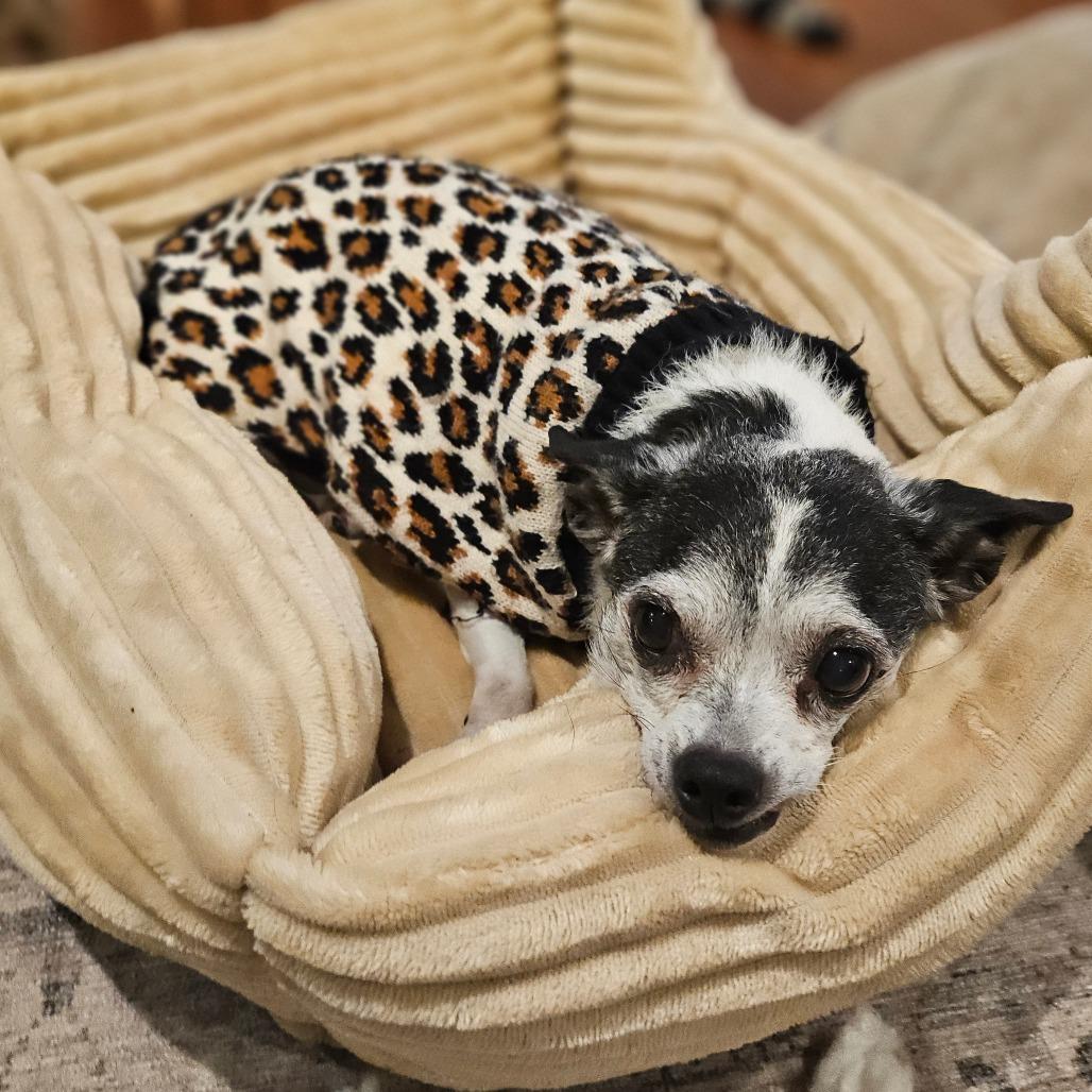 Henrietta, a Adoptable mixed breed in Sarasota, FL image 4/6