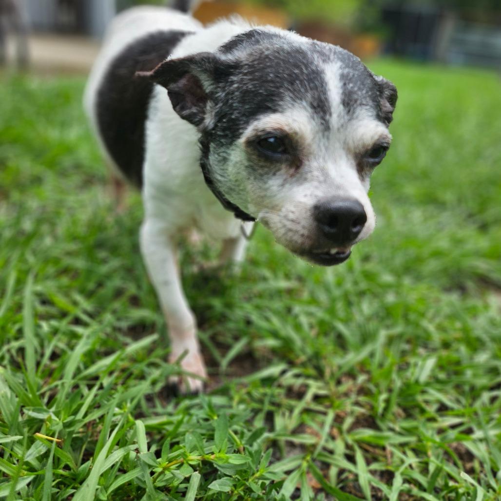 Henrietta, a Adoptable mixed breed in Sarasota, FL image 5/6