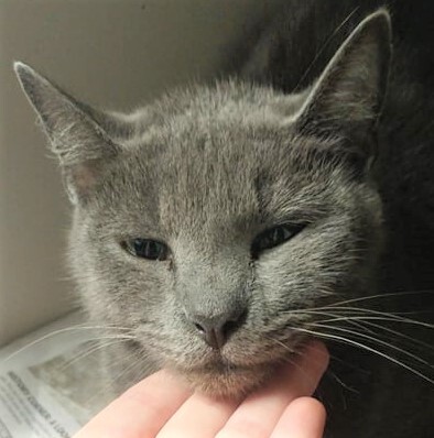 Honey, Adoptable, Adult Female Domestic Short Hair.