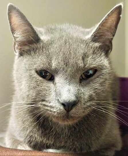 Honey, a Adoptable mixed breed in Robinson, IL image 2/4