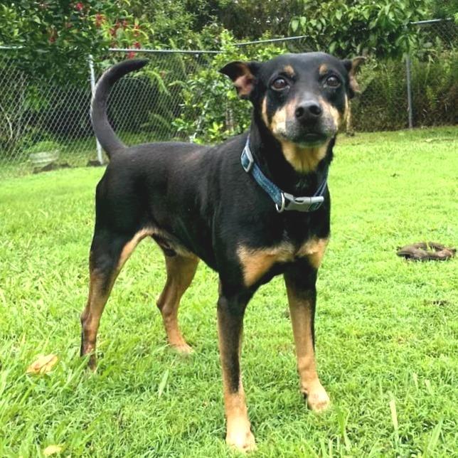 Smidge, Adoptable, Adult Male Terrier & Mixed Breed.