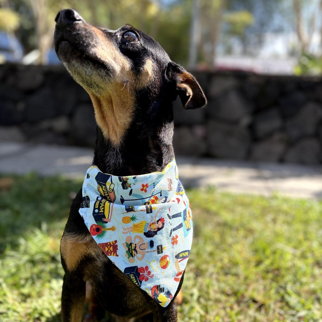 Enlarge Smidge, a Adoptable mixed breed in Keaau, HI image 2/6