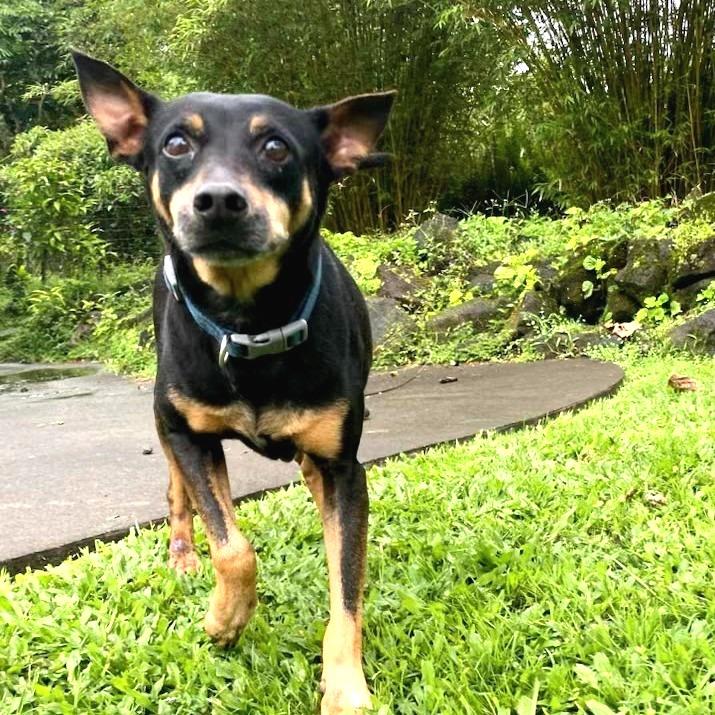 Enlarge Smidge, a Adoptable mixed breed in Keaau, HI image 3/6