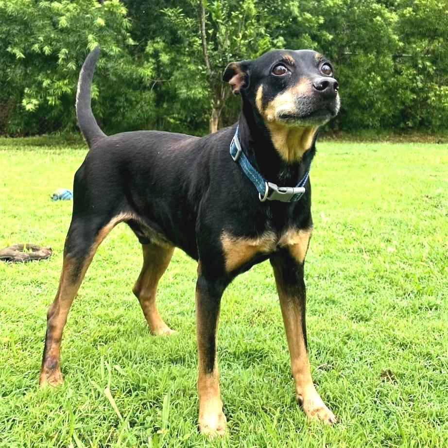 Enlarge Smidge, a Adoptable mixed breed in Keaau, HI image 4/6