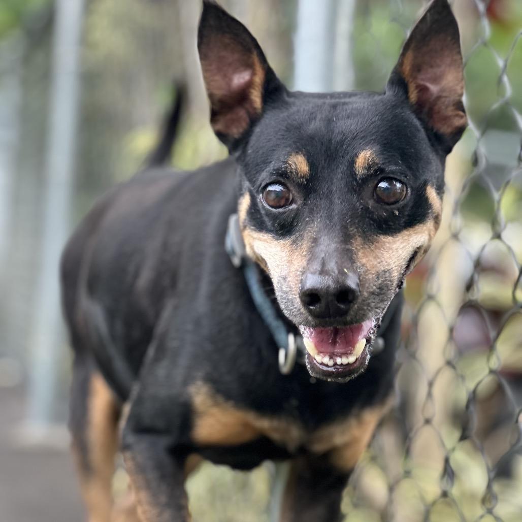 Enlarge Smidge, a Adoptable mixed breed in Keaau, HI image 5/6