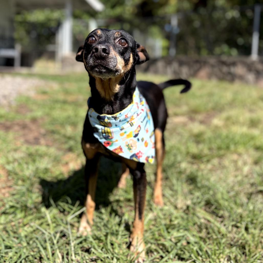 Enlarge Smidge, a Adoptable mixed breed in Keaau, HI image 6/6