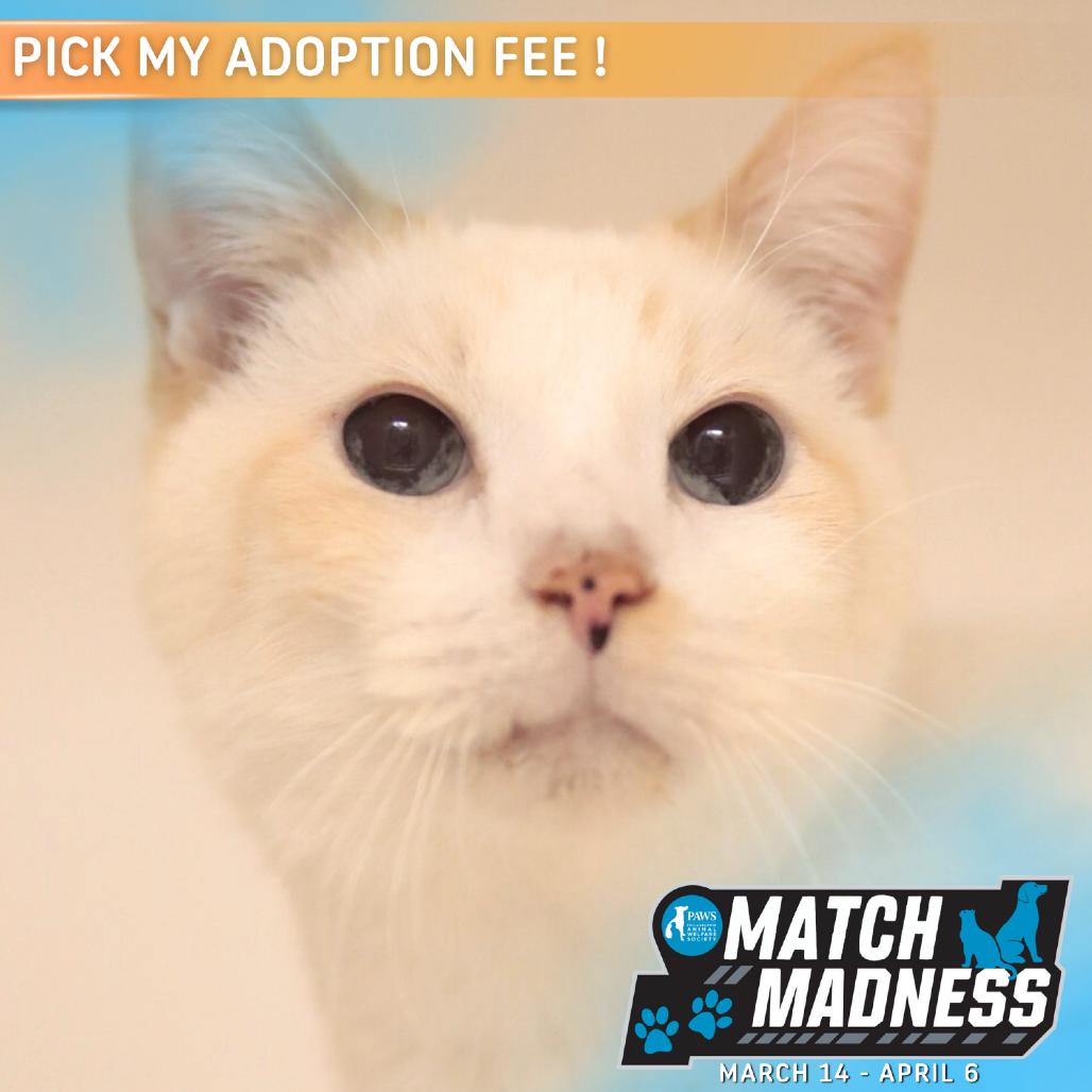 Enlarge Nick, a Adoptable Domestic Short Hair in Philadelphia, PA image 1/6