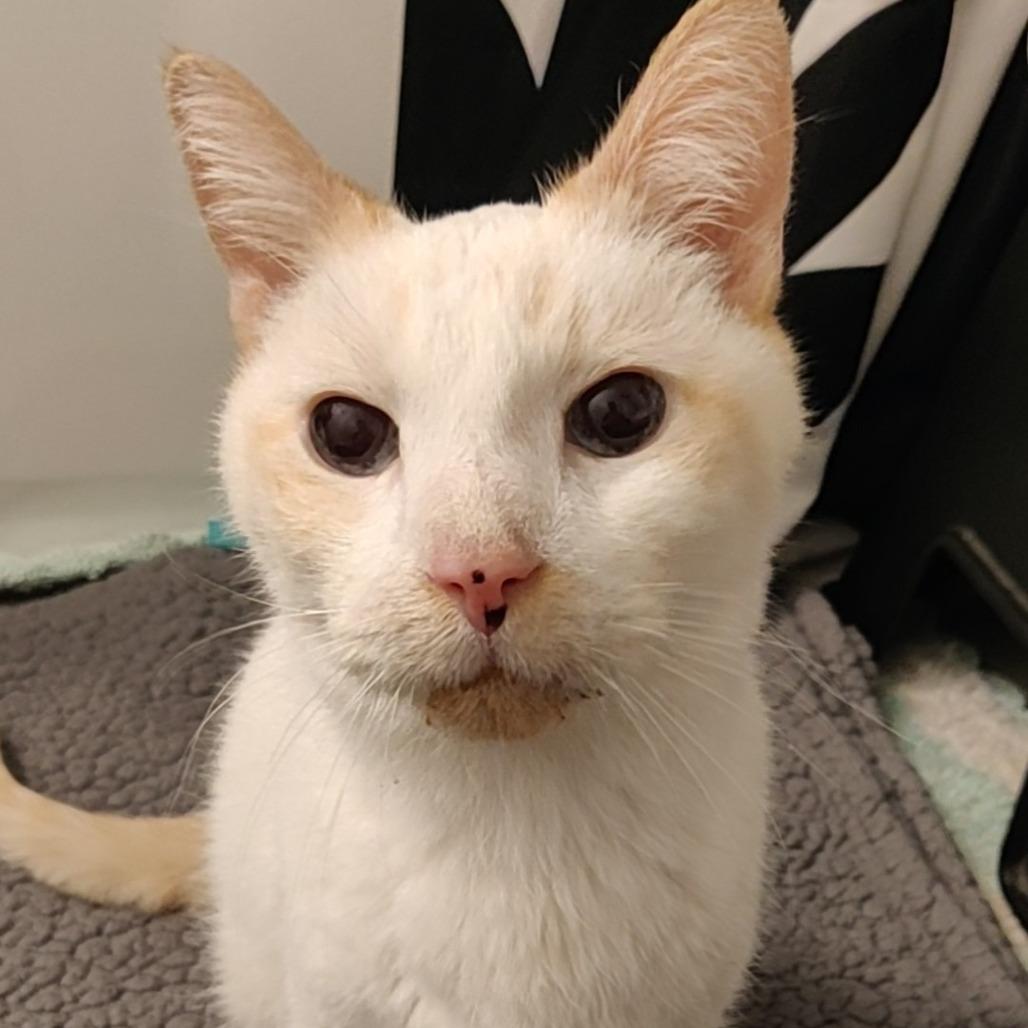 Nick, a Adoptable Domestic Short Hair in Philadelphia, PA image 1/6