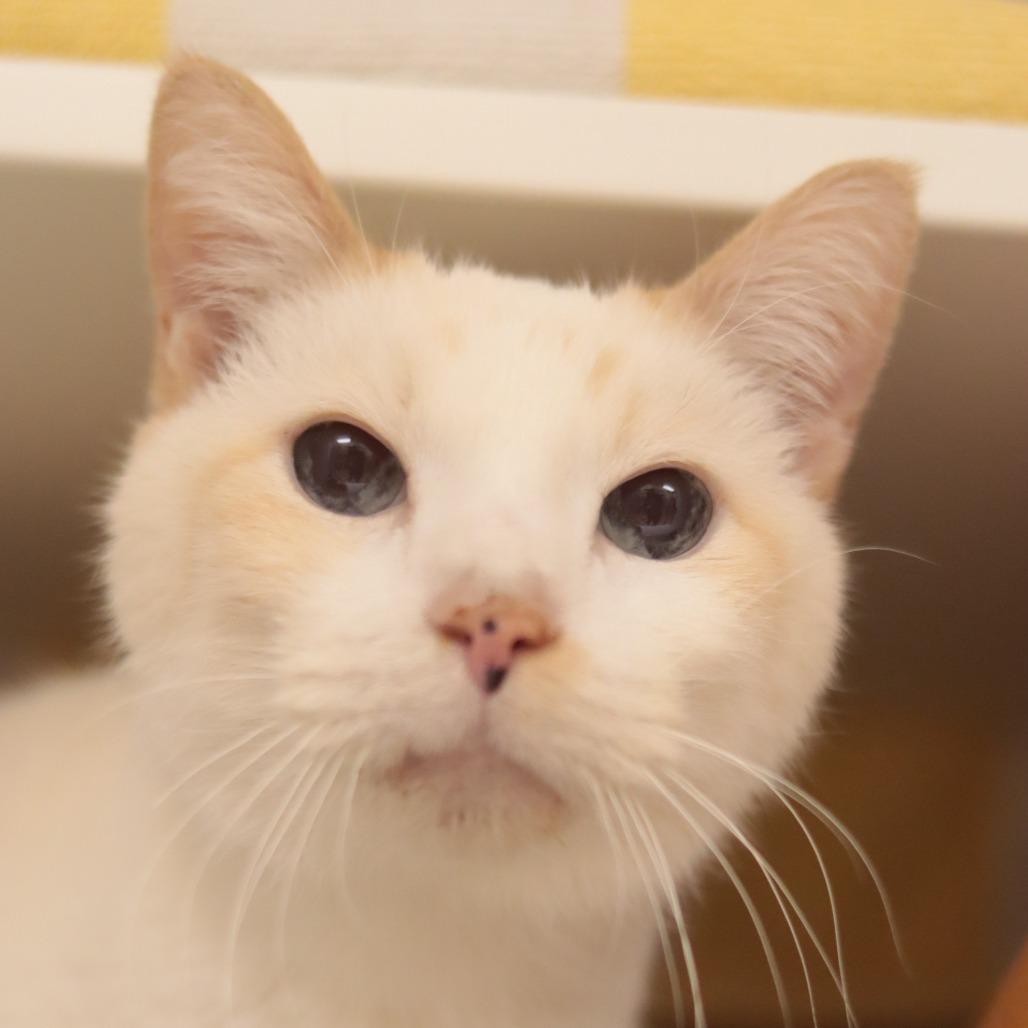 Nick, a Adoptable Domestic Short Hair in Philadelphia, PA image 2/6